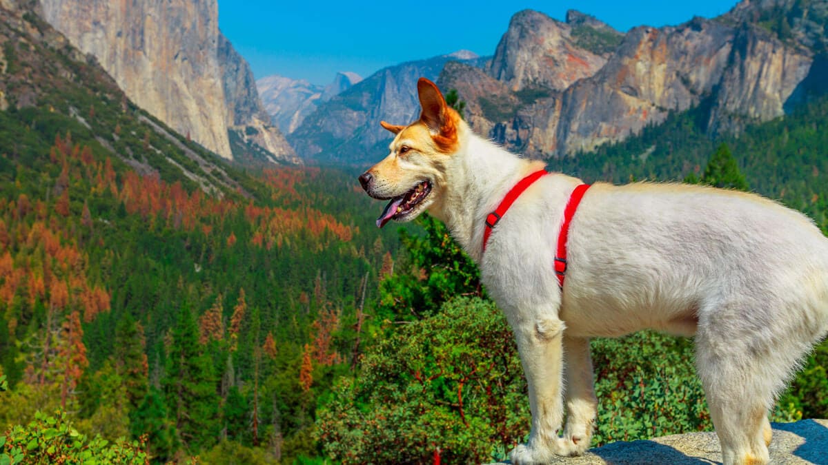 Dog at Tunnel View