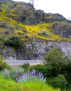 Coulterville Road in spring with flowers