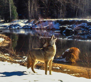 Coyote singing along the Merced River