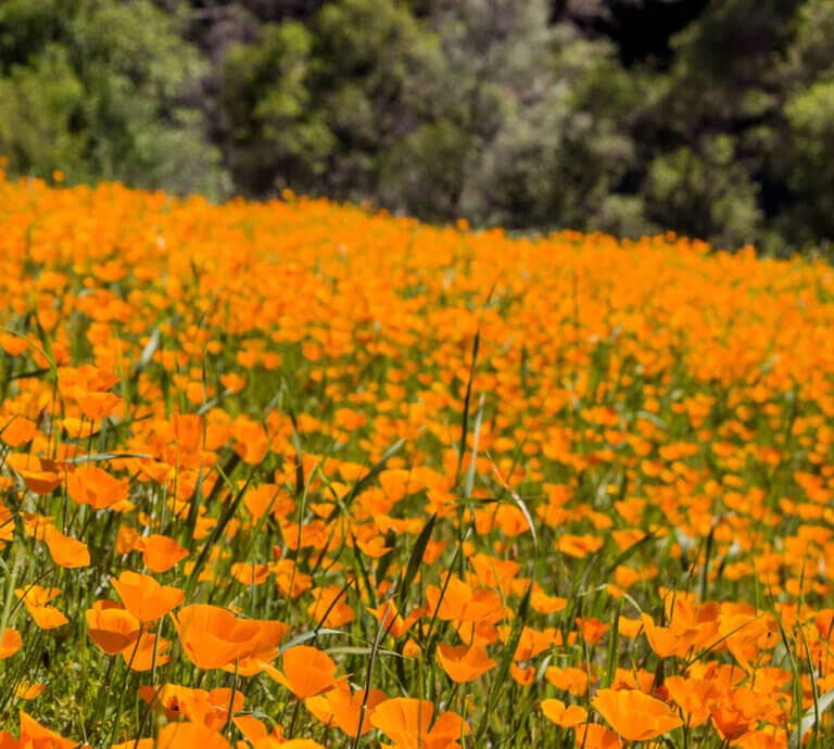 orange wildflowers in hite cove near yosemite