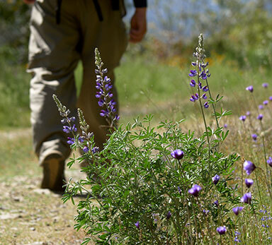 Hiker passing wildflowers in Stockton Creek Preserve