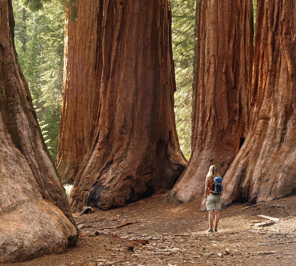 Woman standing among giant sequioas
