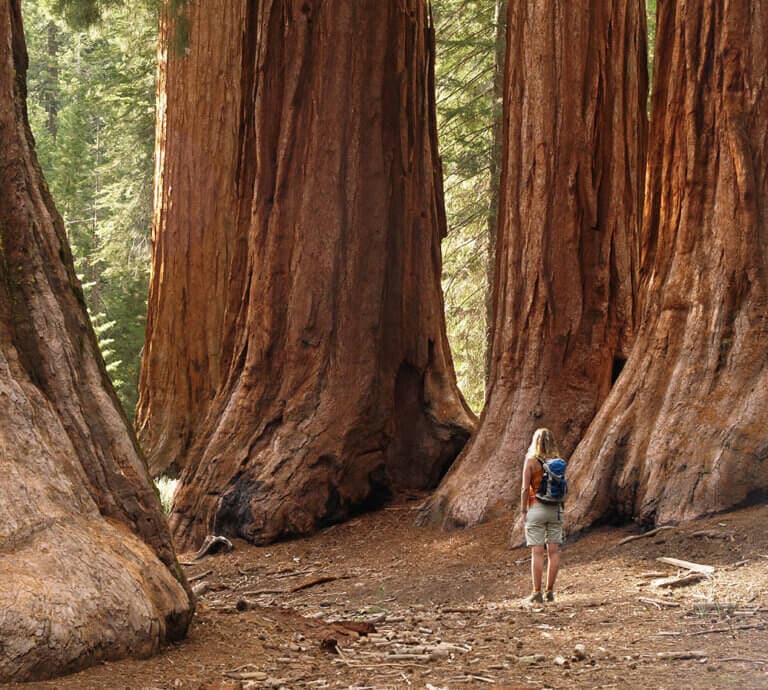 Woman exploring giant sequoias in the Mariposa Grove