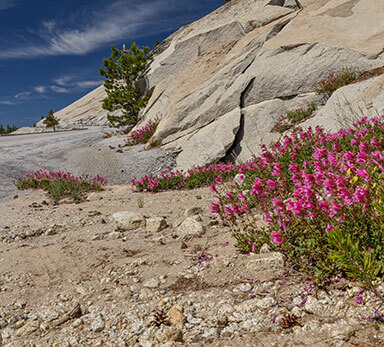 bright pink flowers lining the road in tuolumne