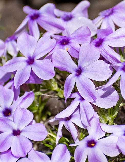 purple phlox flowers