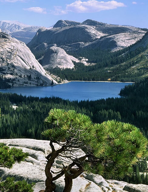 Tenaya Lake from above