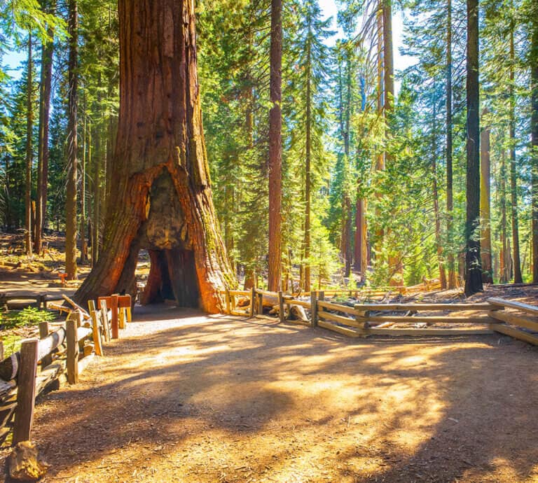 California Tunnel Tree in Mariposa Grove of Giant Sequoias