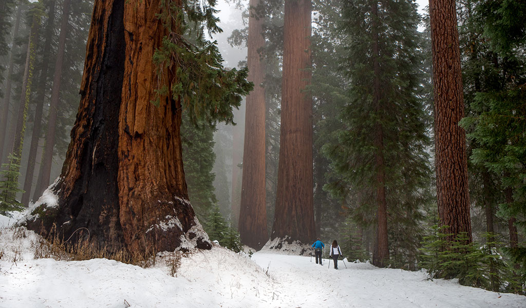 Two people cross country skiing in the Mariposa Grove of Giant Sequoias