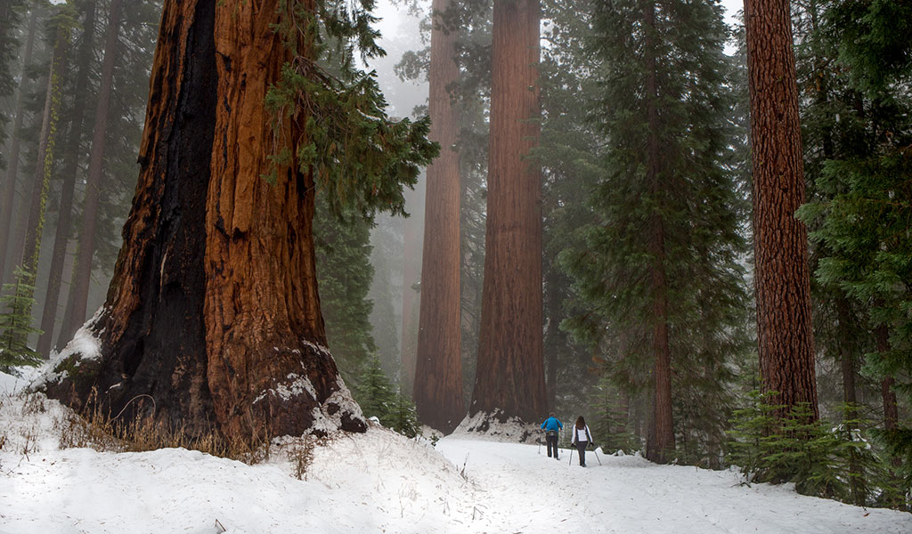 Couple cross-country skiing through the Mariposa Grove of Giant Sequoias