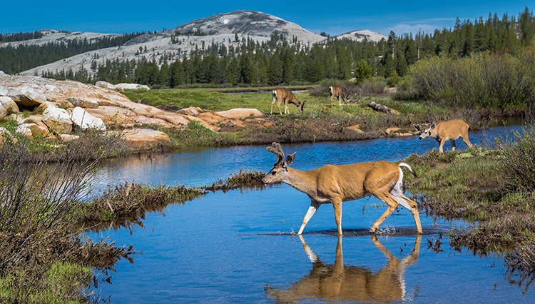 Mule Deer in Tuolumne Meadows