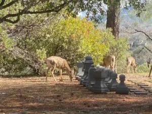 backyard with lawn chess set and deer