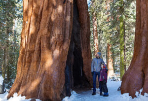 Father and son stopping to admire sequoia trees