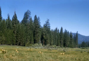 Wawona Meadow