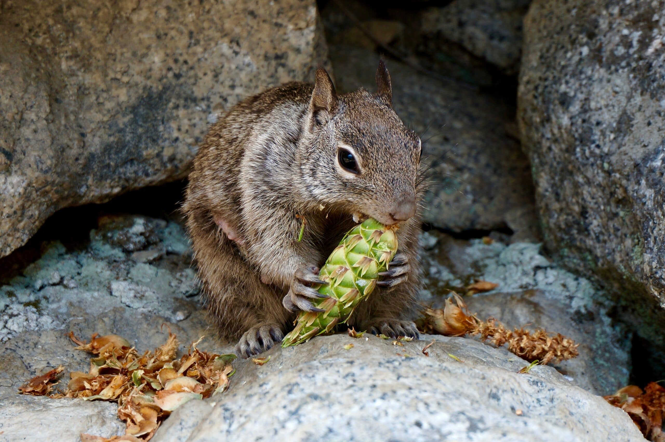 Nature Rules: Save A Critter, Don’t Litter
