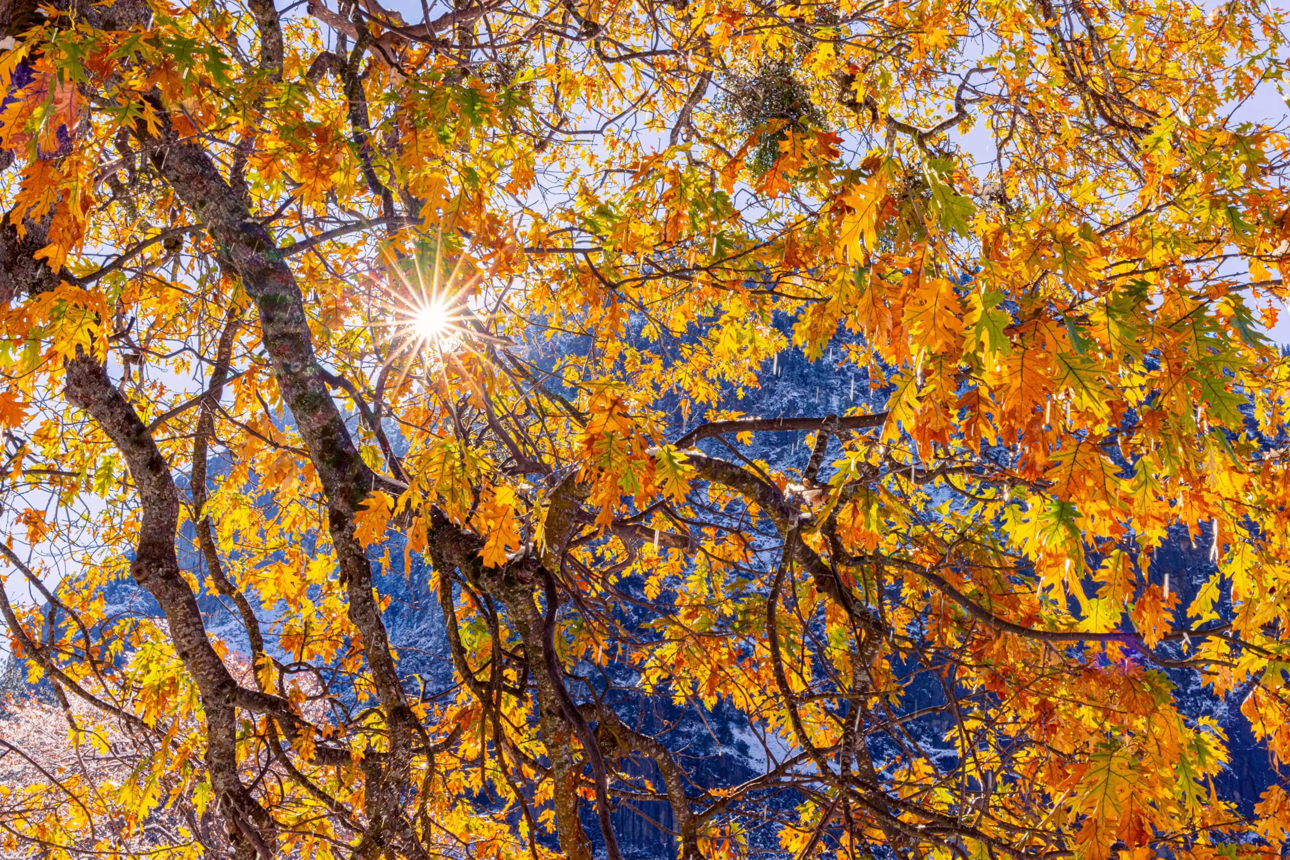 Colors & Comets: Fall Foliage Meets Stargazing in Yosemite Mariposa County