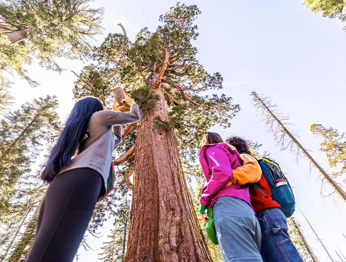friends posing by giant sequoia in yosemite