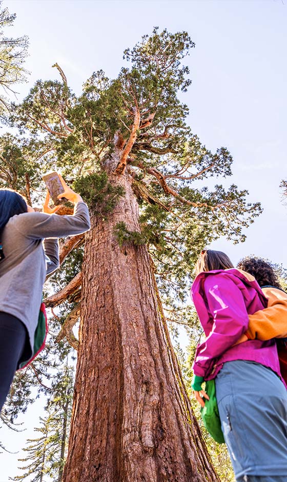 friends posing by giant sequoia in yosemite